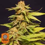 Kannabia Seeds Big Bull AKA Kannabia Special