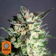 Kannabia Seeds Diesel Glue aka BCN Diesel