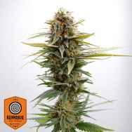 Kannabia Seeds GSC