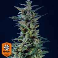 Kannabia Seeds Kama Kush CBD