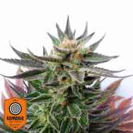 Kannabia Seeds Sativa Dream aka LOL