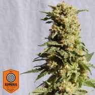 Kannabia Seeds La Blanca