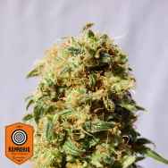 Kannabia Seeds La Reina de Africa aka Kaboom