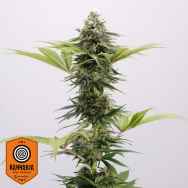 Kannabia Seeds Mama Cultiva