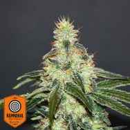 Kannabia Seeds Mataro Blue CBD