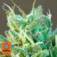 Kannabia Seeds MAX AUTO Kannabia Special