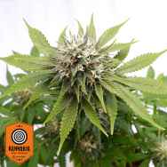 Kannabia Seeds Silver Widow