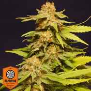 Kannabia Seeds Special