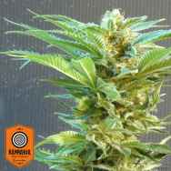 Kannabia Seeds Thai Fantasy