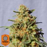 Kannabia Seeds White Domina