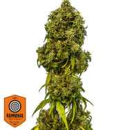 Kannabia Seeds Swiss Dream Auto CBD