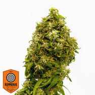 Kannabia Seeds Swiss Dream CBD