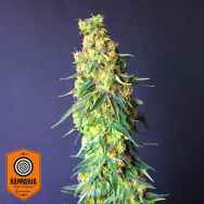 Kannabia Seeds White Domina CBD