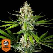 Kannabia Seeds Oreoz USA