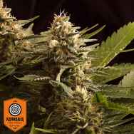 Kannabia Seeds Colombian Jack