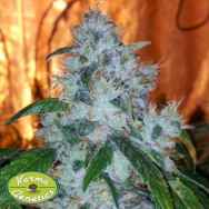 Karma Genetics Seeds AG13 x Biker