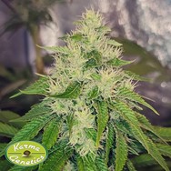 Karma Genetics Seeds Acid Dawg