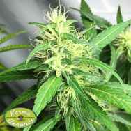 Karma Genetics Seeds African Dream LTD