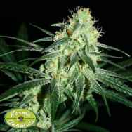 Karma Genetics Southern Haze Collective Amnesia A5