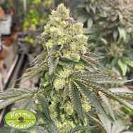 Karma Genetics Seeds Apple B