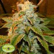 Karma Genetics Seeds Bear OG