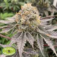 Karma Genetics Seeds Biker 41