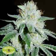 Karma Genetics Seeds Biker Kush V2.0