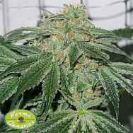 Karma Genetics Seeds Biker Le Blanc