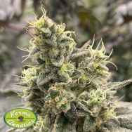 Karma Genetics Seeds Biker Mints