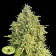 Karma Genetics Seeds Black Beard