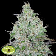 Karma Genetics Seeds Bon Bon