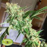 Karma Genetics Seeds Burmese Haze LTD