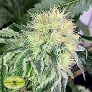 Karma Genetics Seeds Chem Tini