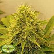 Karma Genetics Seeds Chemical Zi