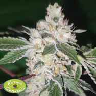 Karma Genetics Seeds Citron Sour