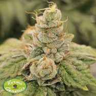 Karma Genetics Seeds Club Kush