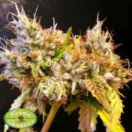 Karma Genetics Seeds Cohiba LTD