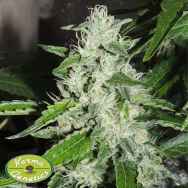 Karma Genetics Seeds CookieWreck X Biker Ltd.