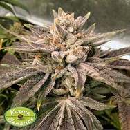 Karma Genetics Seeds Crumbled Melon