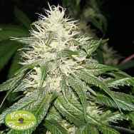 Karma Genetics Seeds D-Kush