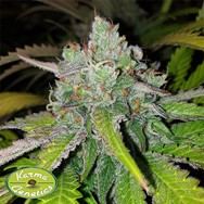 Karma Genetics Seeds Di Frutti