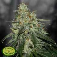 Karma Genetics Limited Seeds Di Frutti