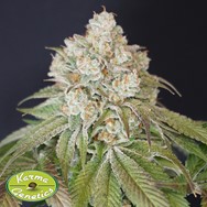 Karma Genetics Seeds Dog Fruit