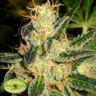 Karma Genetics Seeds Dominator