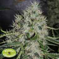 Karma Genetics Seeds Dominator x Biker