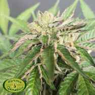 Karma Genetics Limited Seeds Double Funk