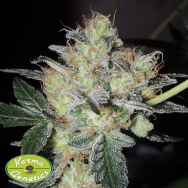 Karma Genetics Seeds FruitBowl