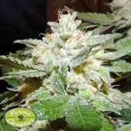 Karma Genetics Seeds Ghostrider V2.0