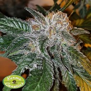 Karma Genetics Seeds GeloTini