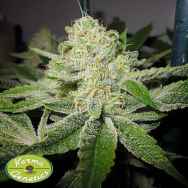 Karma Genetics Seeds Ghostrider OG